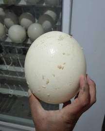 img1