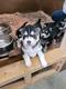 ADOPCION CACHORROS HUSKY SIBERIANO,MACHOS Y HEMBRAS 