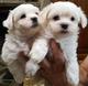 ADOPCION CACHORROS BICHON MALTES,MACHOS Y HEMBRAS 