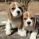 ADOPCION CACHORROS BEAGLE,MACHOS Y HEMBRAS 